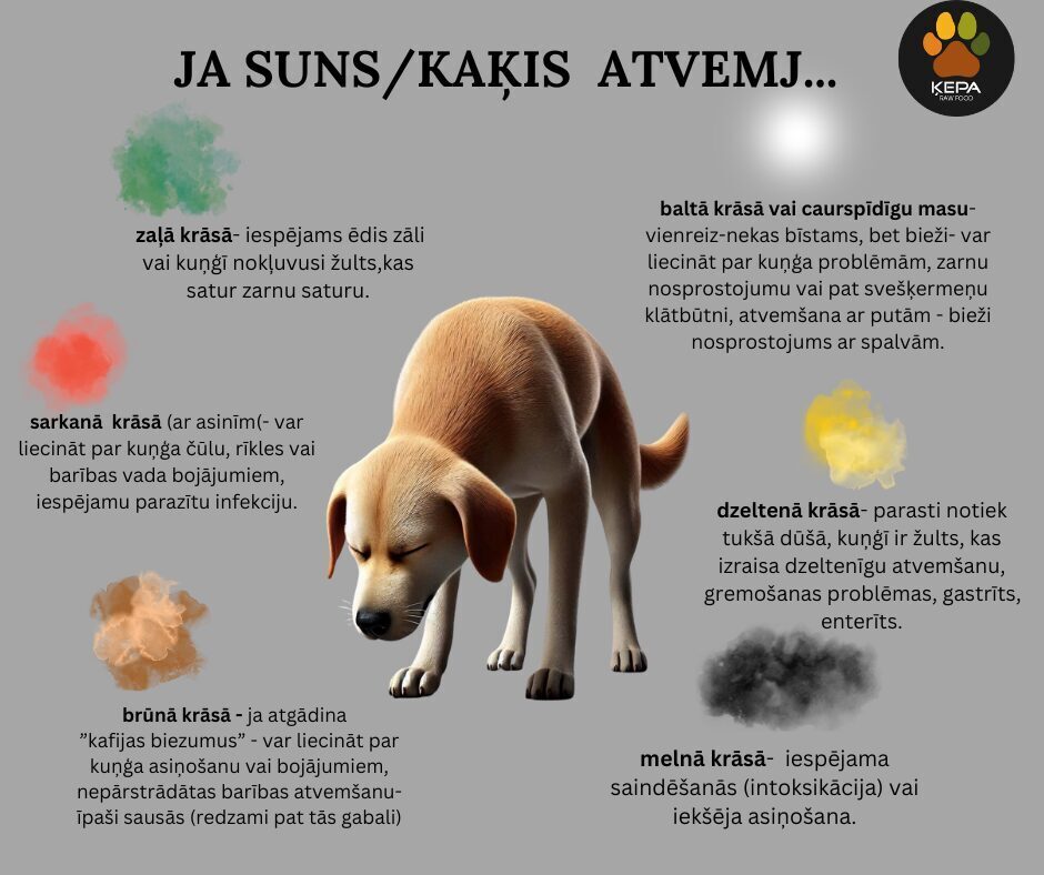 Kui koer või kass oksendab