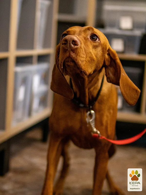 ĶEPA dog brunch, 3 October. Photo: Anda Upīte. 133