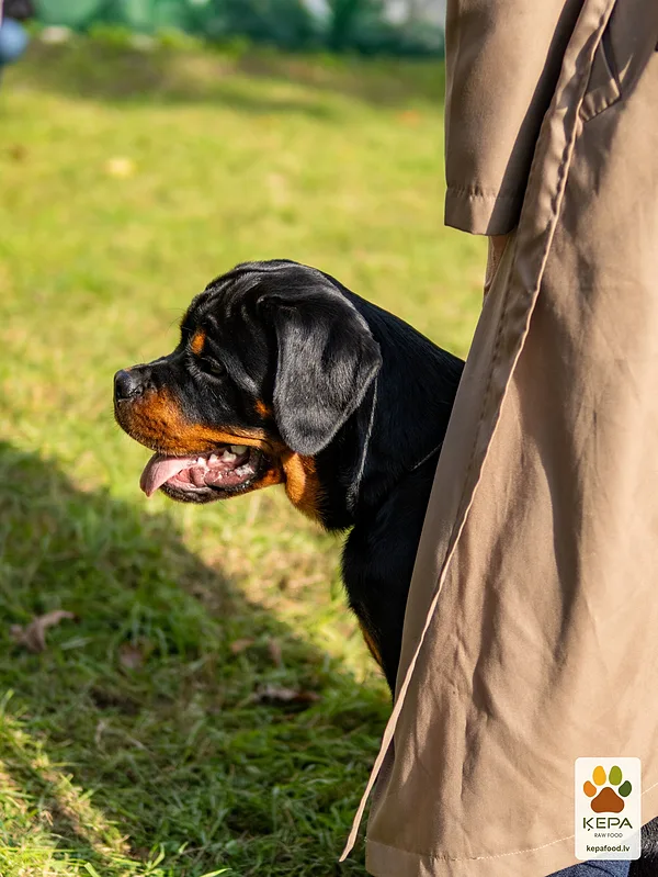 ĶEPA dog brunch, 3 October. Photo: Anda Upīte. 137
