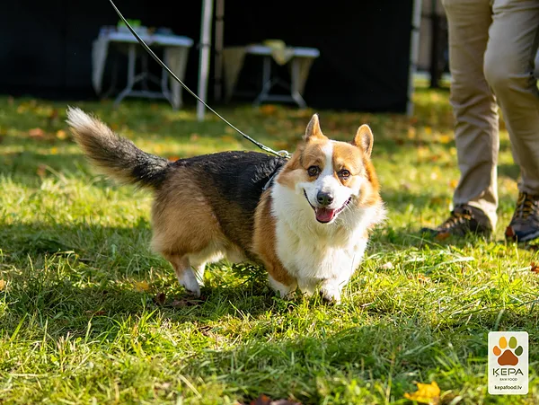 ĶEPA dog brunch, 3 October. Photo: Anda Upīte. 138