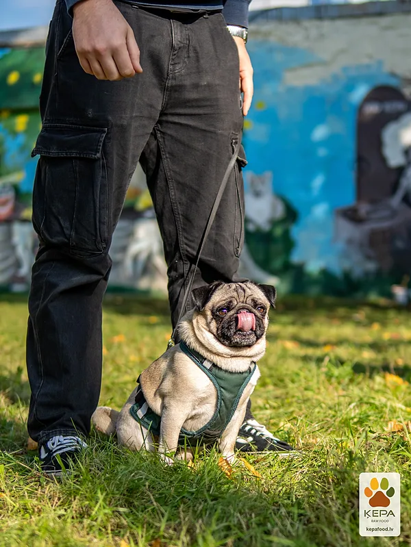 ĶEPA dog brunch, 3 October. Photo: Anda Upīte. 141