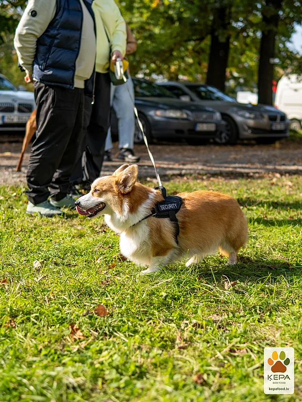 ĶEPA dog brunch, 3 October. Photo: Anda Upīte. 144