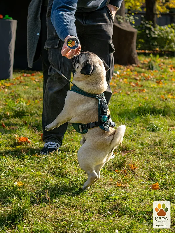 ĶEPA dog brunch, 3 October. Photo: Anda Upīte. 146