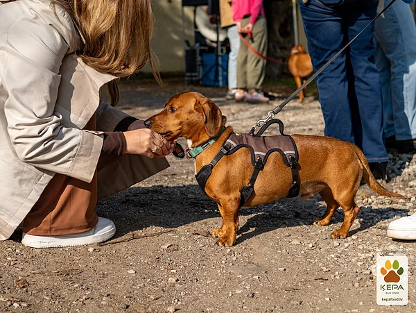ĶEPA dog brunch, 3 October. Photo: Anda Upīte. 147