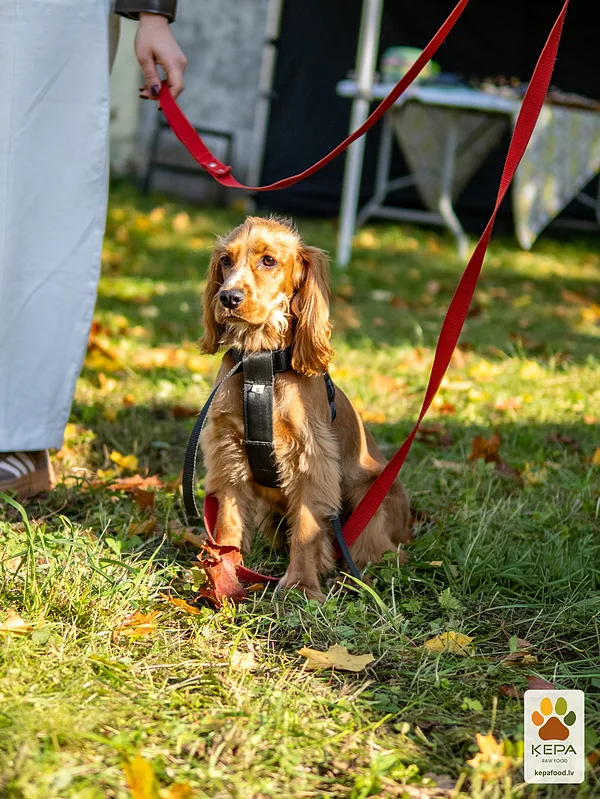 ĶEPA dog brunch, 3 October. Photo: Anda Upīte. 148