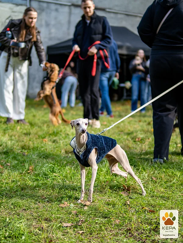 ĶEPA dog brunch, 3 October. Photo: Anda Upīte. 169