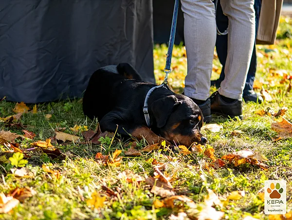 ĶEPA dog brunch, 3 October. Photo: Anda Upīte. 171
