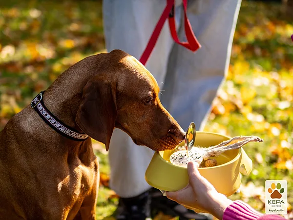 ĶEPA dog brunch, 3 October. Photo: Anda Upīte. 173