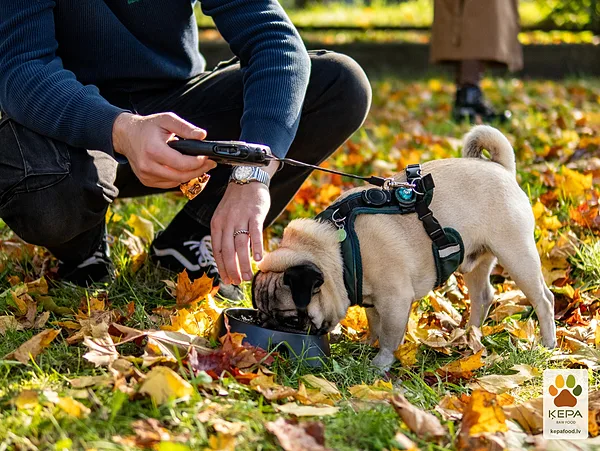 ĶEPA dog brunch, 3 October. Photo: Anda Upīte. 175