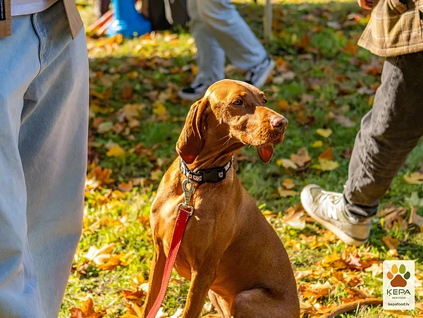 ĶEPA dog brunch, 3 October. Photo: Anda Upīte. 176