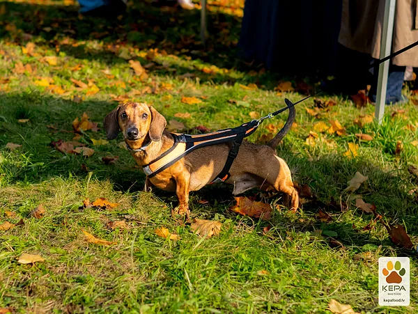 ĶEPA dog brunch, 3 October. Photo: Anda Upīte. 179