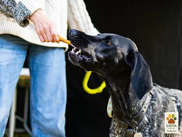 ĶEPA dog brunch, 3 October. Photo: Anda Upīte. 184