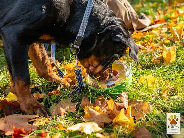 ĶEPA dog brunch, 3 October. Photo: Anda Upīte. 186