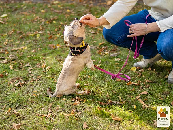 ĶEPA dog brunch, 3 October. Photo: Anda Upīte. 188