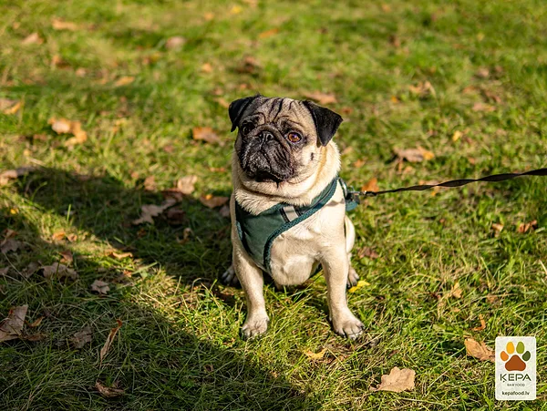ĶEPA dog brunch, 3 October. Photo: Anda Upīte. 190