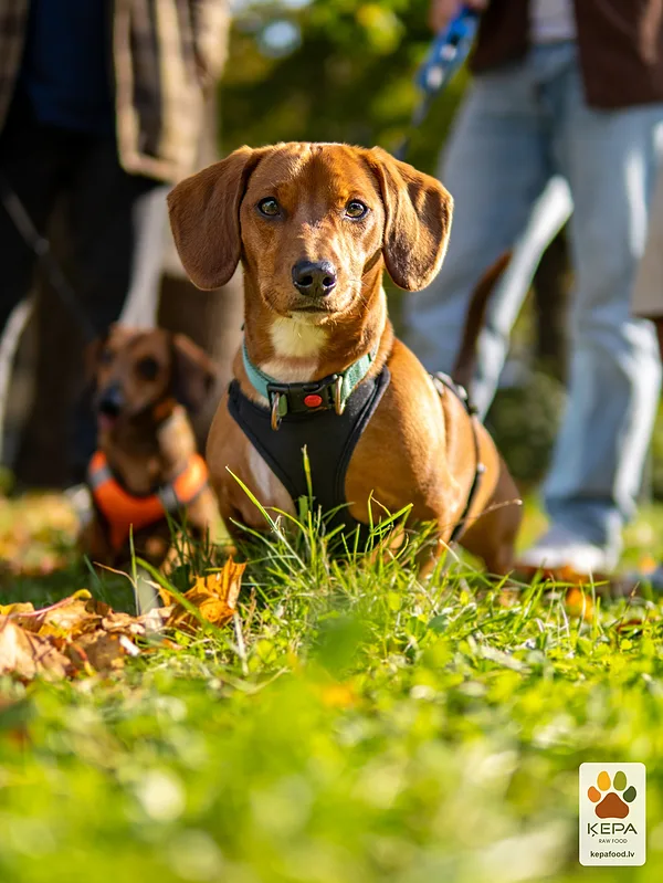 ĶEPA dog brunch, 3 October. Photo: Anda Upīte. 191