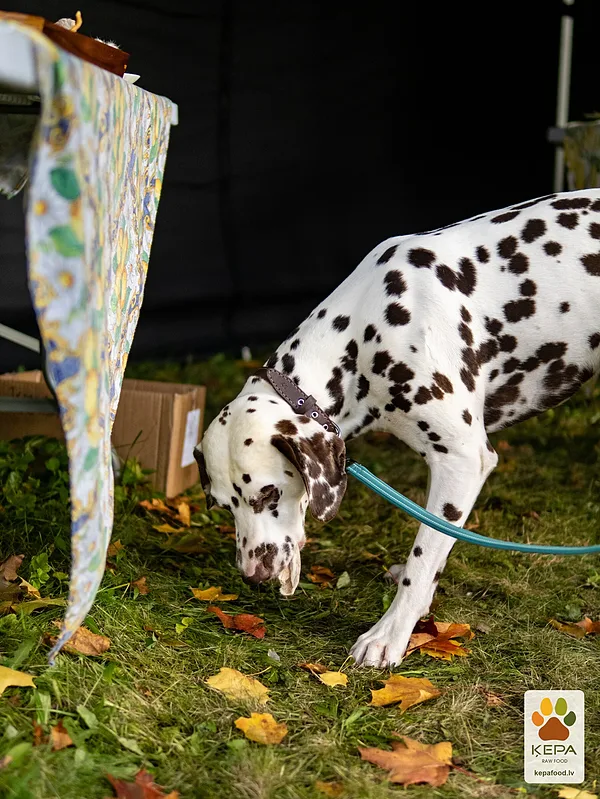 ĶEPA dog brunch, 3 October. Photo: Anda Upīte. 203