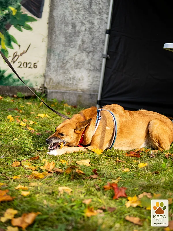 ĶEPA dog brunch, 3 October. Photo: Anda Upīte. 204